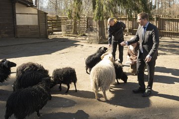 Tiergarten Ouessant-Schafe Rabl Rammerstorfer