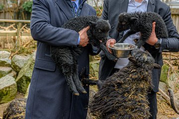 Tiergarten Ouessant Schafe Rabl Rammerstorfer