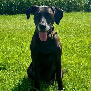 Foto von Cleo; Hund
