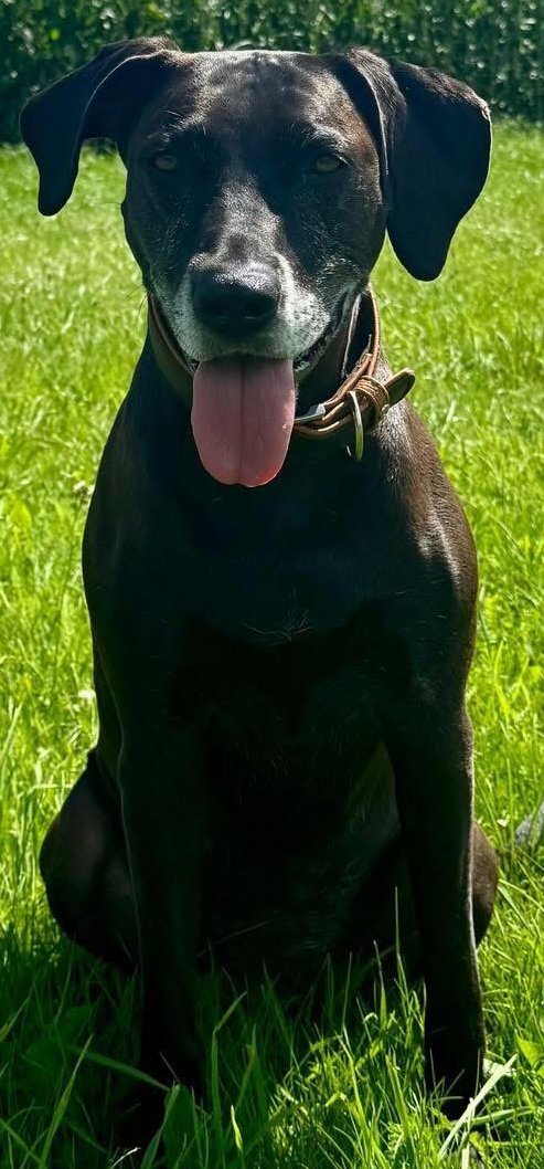 Foto von Cleo; Hund