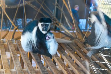 Nachwuchs im Tiergarten Guereza