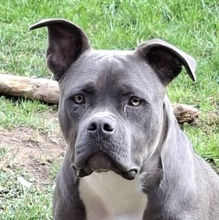 Foto von Molly; Hund