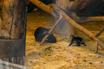 Nachwuchs im Tiergarten Bartaffen