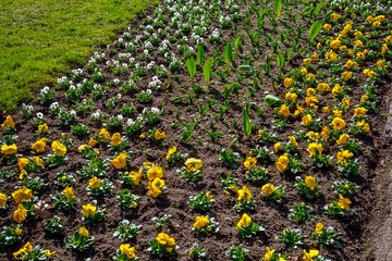 Stadtgärtnerei Frühlingsblumen Volksgarten