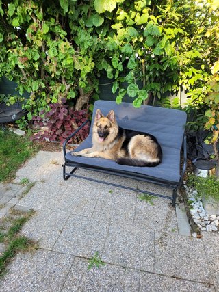 Portrait von Schäferhund Max
