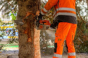 Weihnachtsbaum Rathaus