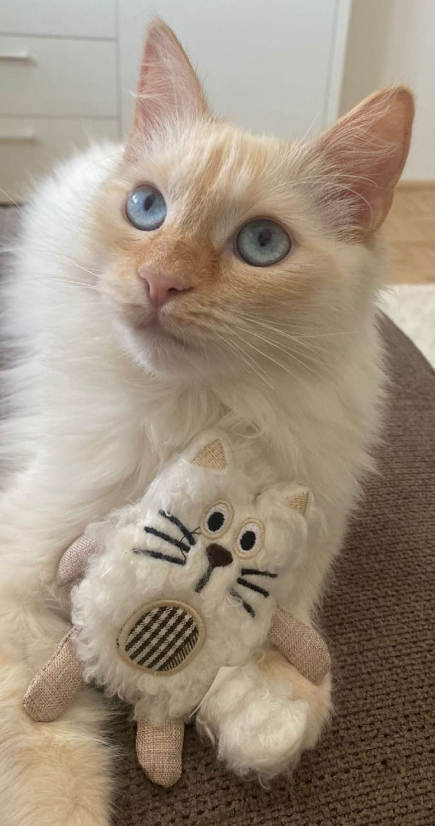 Foto von Hinata; Katze