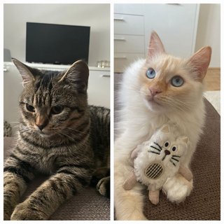 Foto von Mia und Hinata; Katze