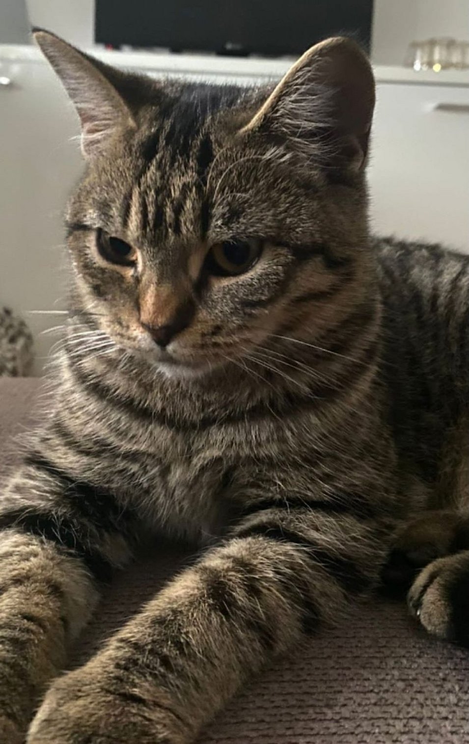 Foto von Mia; Katze
