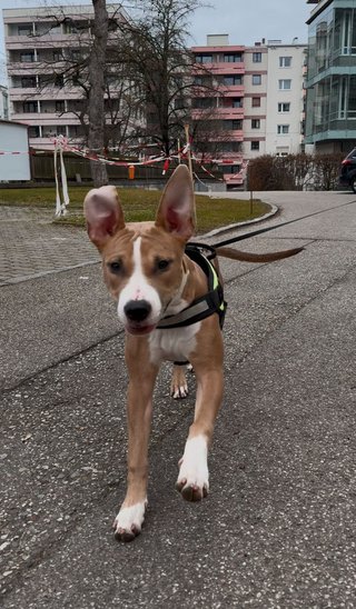 Portrait von American Staffordshire Terrier Cleo