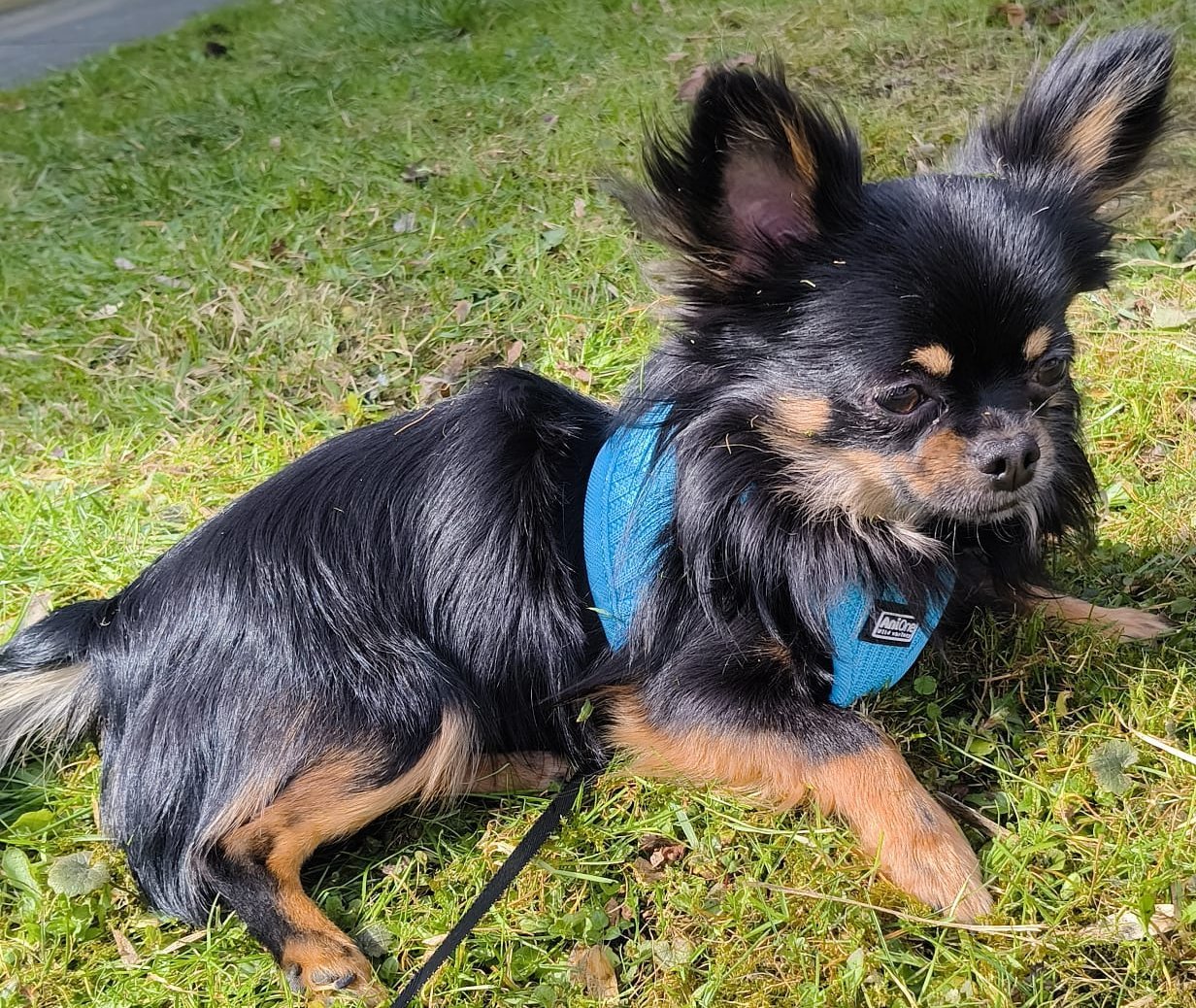 Foto von Penats; Hund