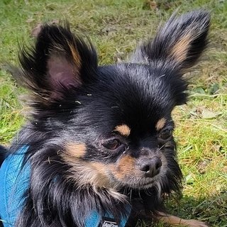 Foto von Penats; Hund