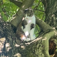 Foto von Luzifer; Katze