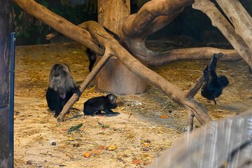 Nachwuchs im Tiergarten Bartaffen