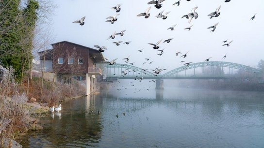 Traunbrücke Vögel