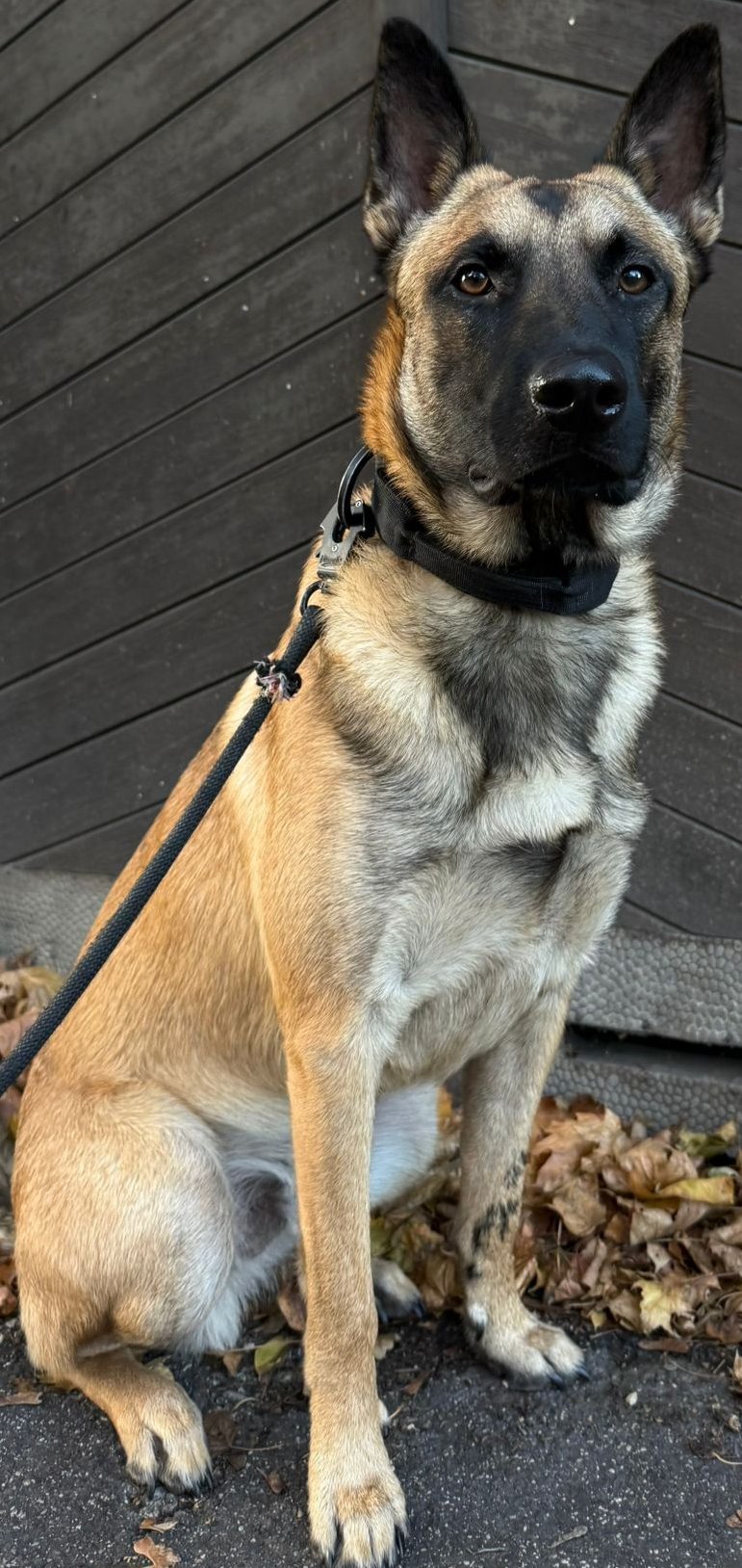 Foto von Yuno; Hund