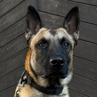 Foto von Yuno; Hund