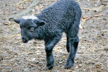 Tiergarten Ouessantschaf