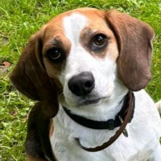 Foto von Luna; Hund