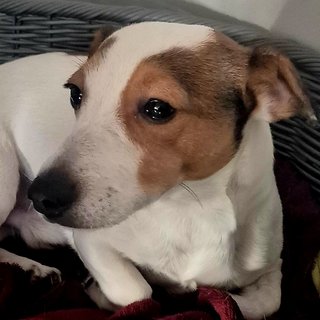 Foto von Jacky; Hund