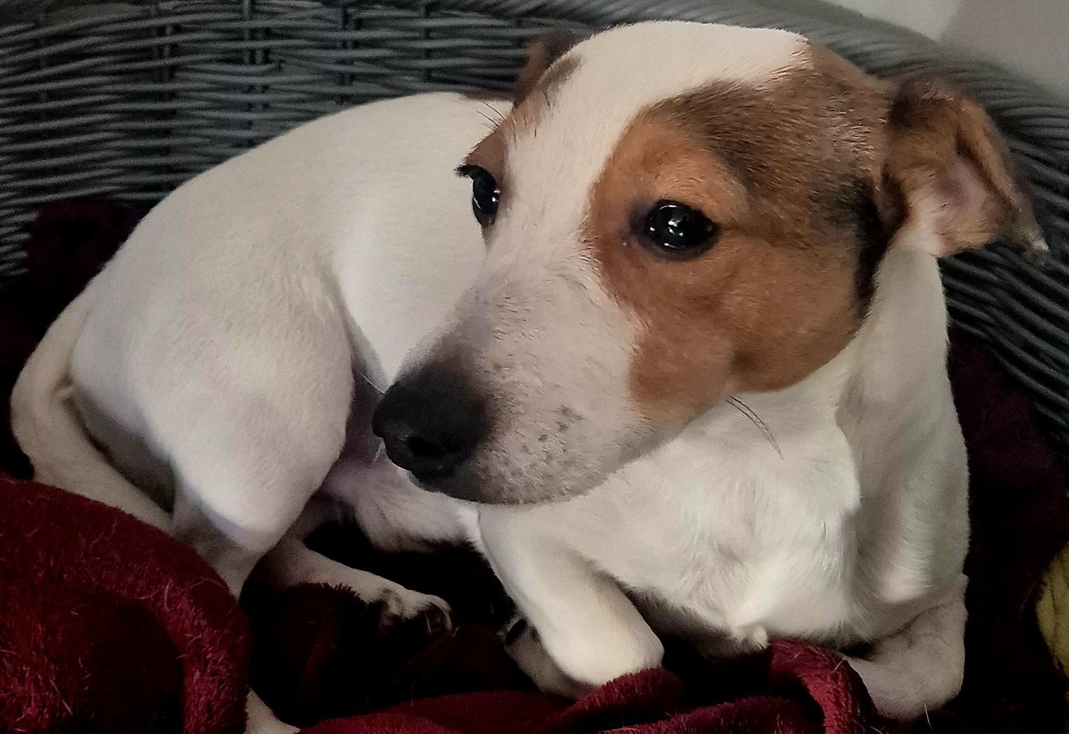 Foto von Jacky; Hund