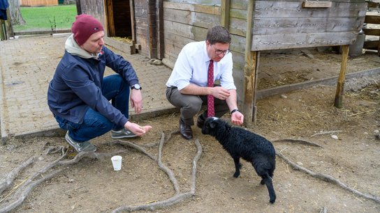 Tiergarten Jungschafe Rabl Rammerstorfer