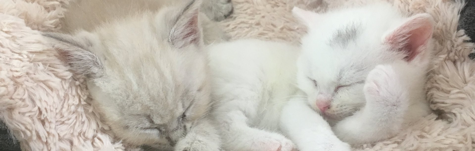 weiße Babykatzen