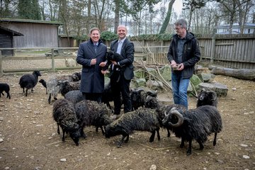 Tiergarten Ouessant Schafe Rabl Rammerstorfer