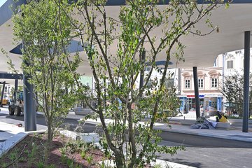 Bäume Kaiser-Josef-Platz