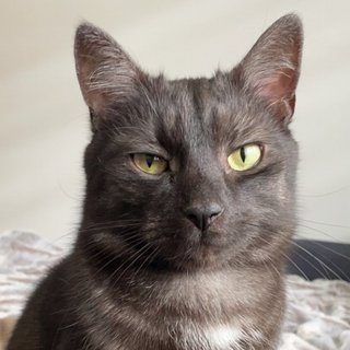 Foto von Louie; Katze