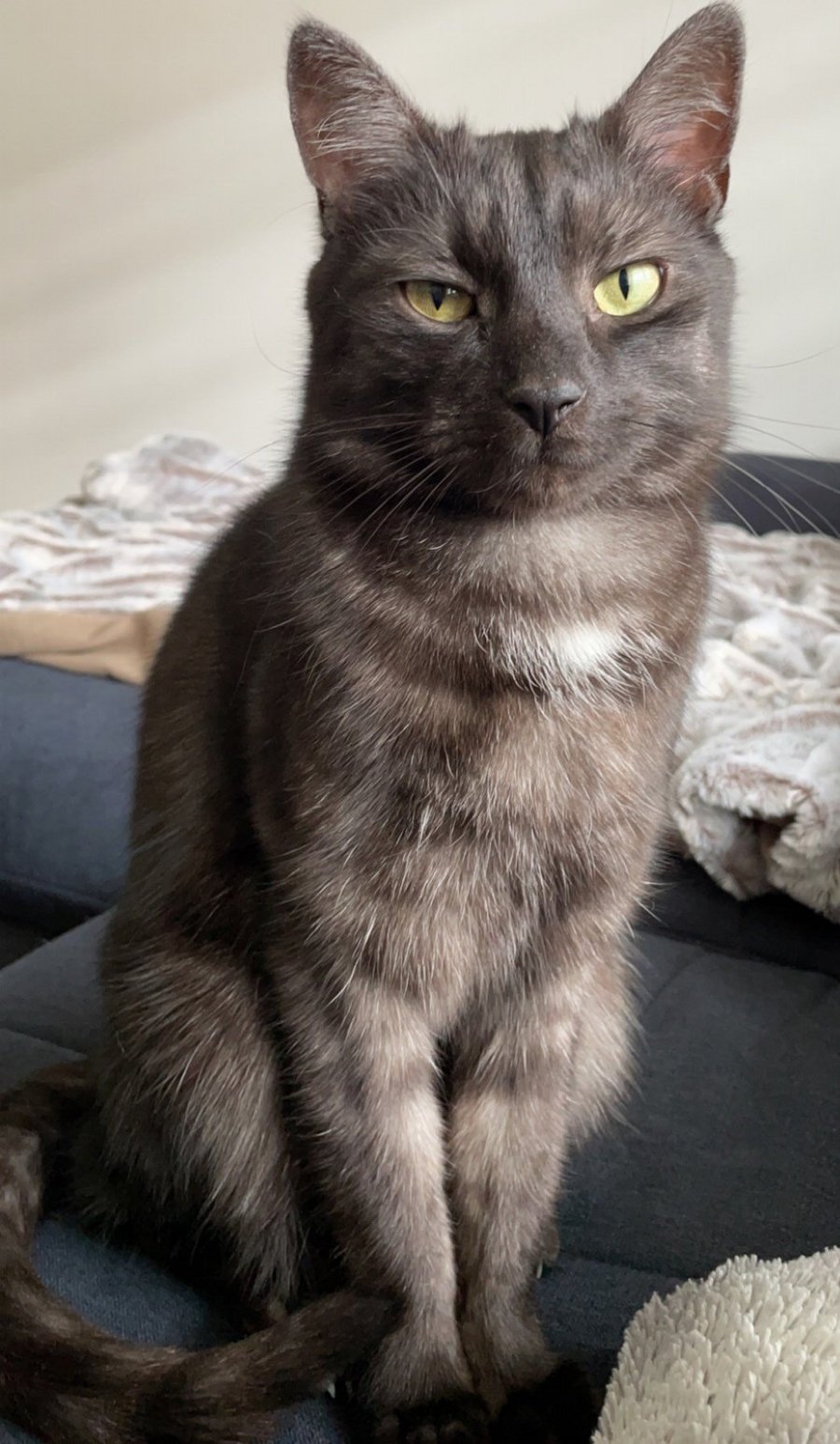 Foto von Louie; Katze