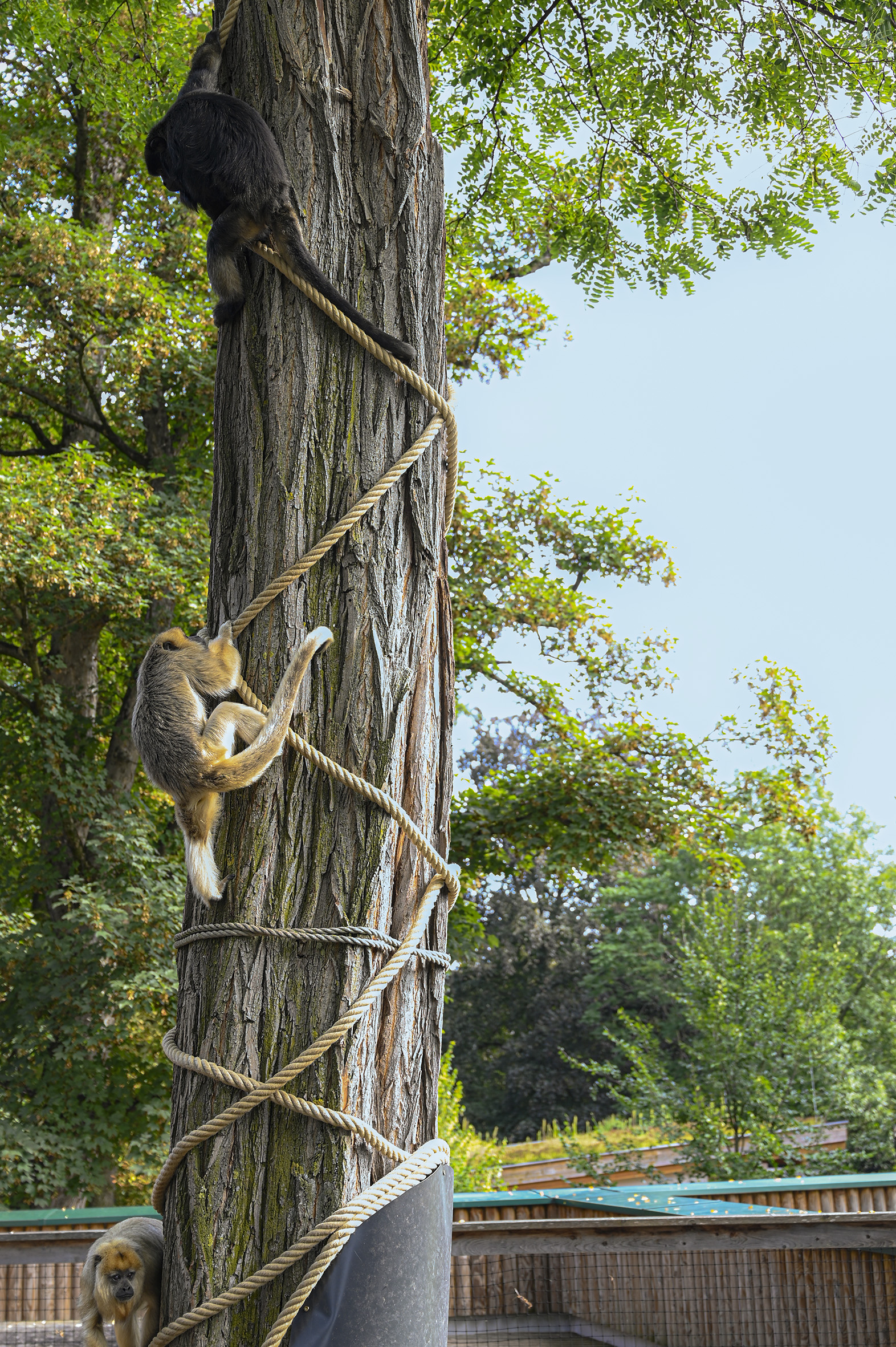 Brüllaffe am Baum