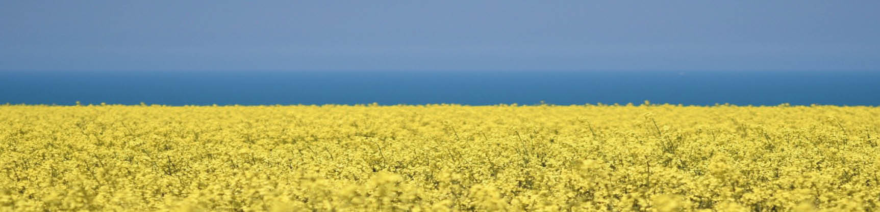 Header: Wels hilft