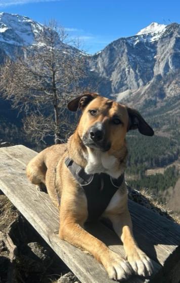 Portraitfoto von MischlingshĂŒndin Rita